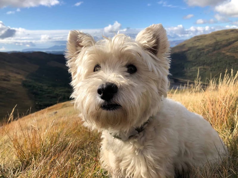 West Highland White Terrier photo 3