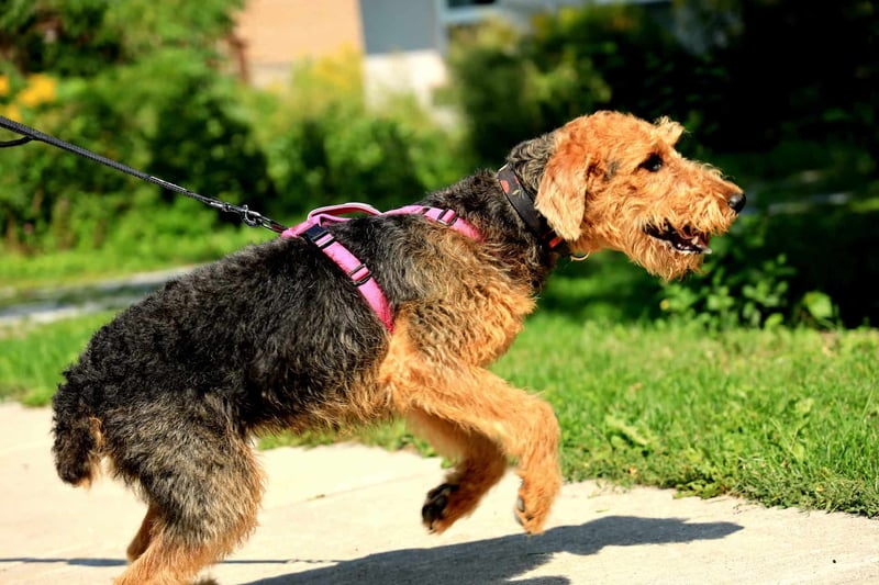 Airedale Terrier photo 3