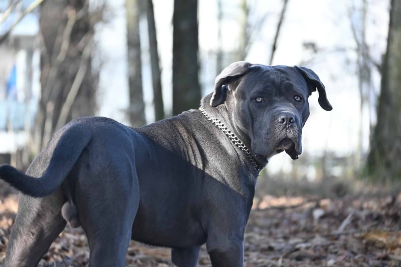 Cane Corso photo 3