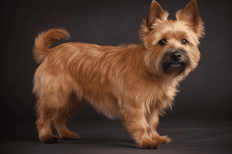 Norwich Terrier photo 3