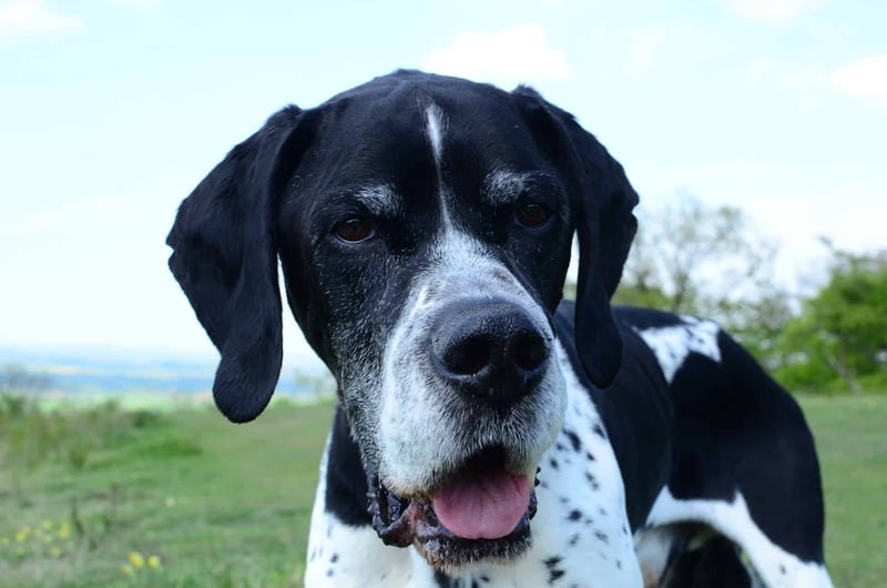 English Pointer photo 3