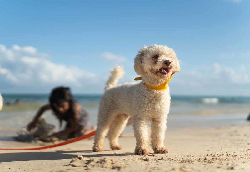 Cute dog on beach with children playing in background.