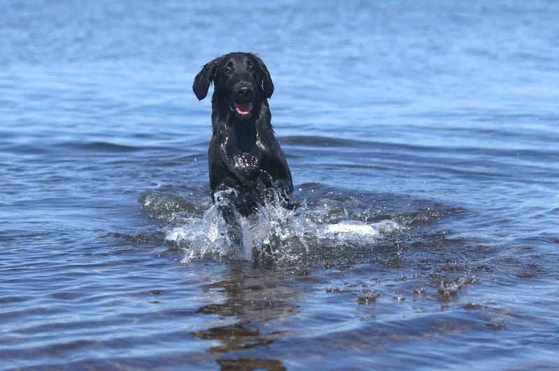 Meeting Your Flat-Coated Retriever's Nutritional Needs