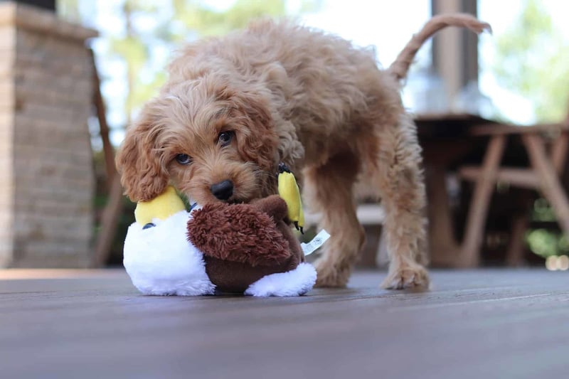 Meeting Your Toy Poodle's Nutritional Needs