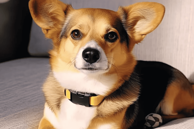 Meeting the Dietary Needs of a Dorgi