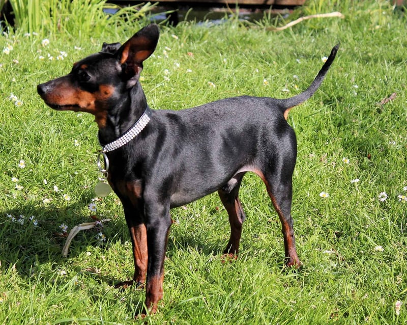 Adorable Doberman puppy standing in a grassy area with blooming flowers, showcasing alertness and curiosity.