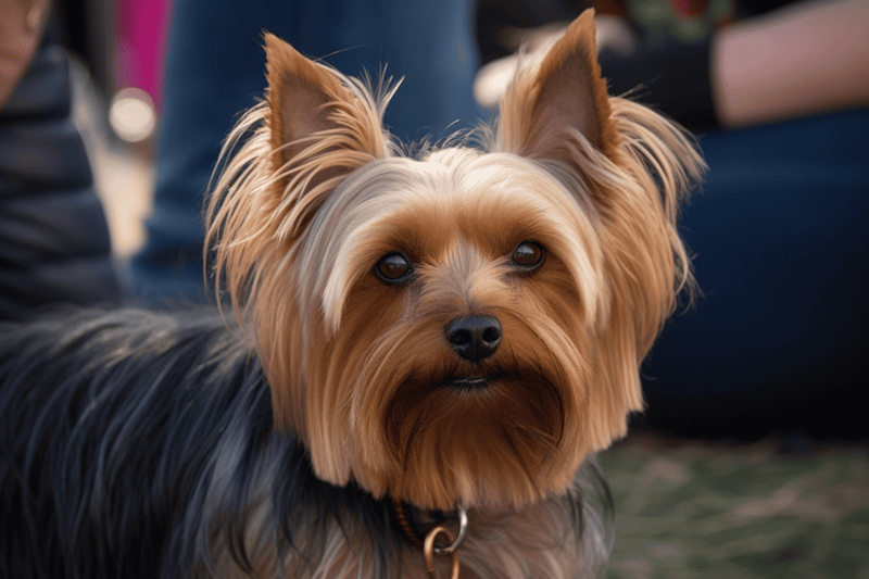 Necessary Training for a Well-Behaved Silky Terrier