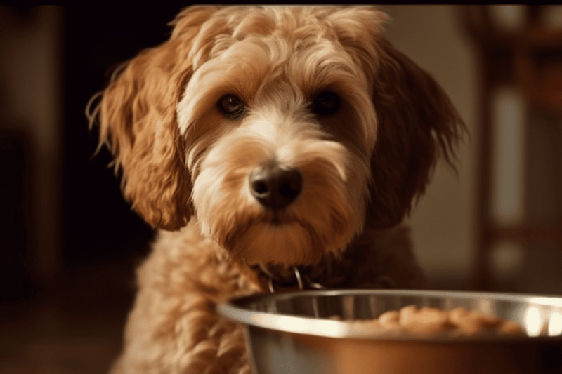 Nutritional and Dietary Needs of Whoodles