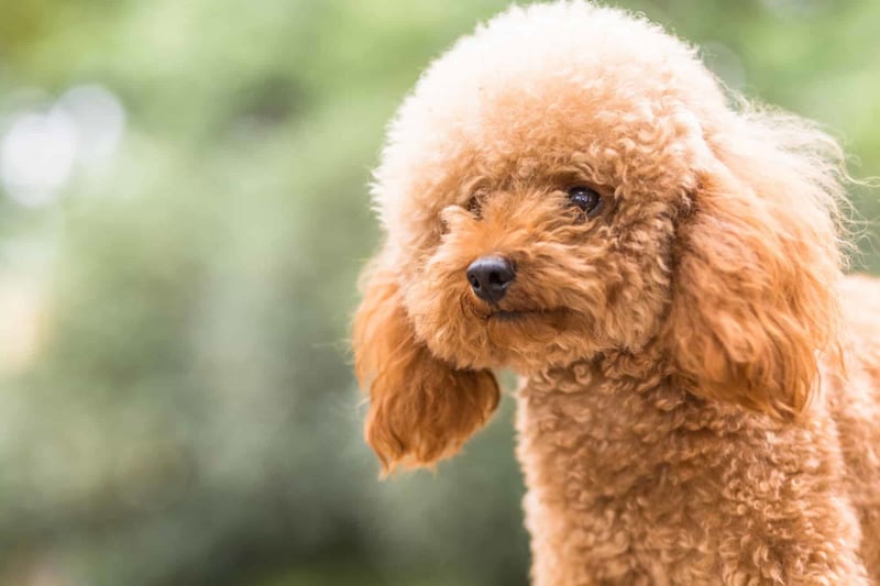 Adorable poodle dog with curly fur, perfect for a friendly pet or dog lover.