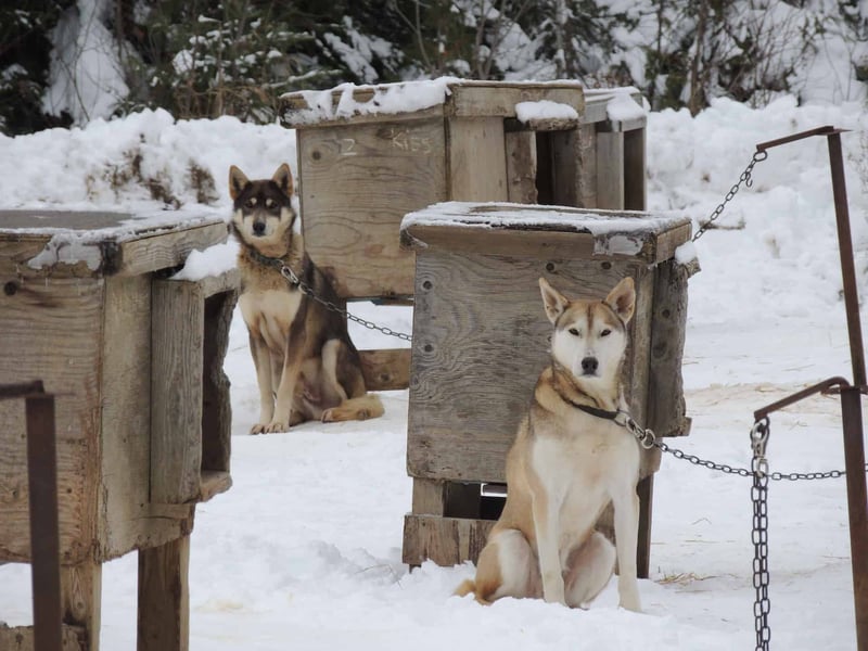 One More Insight into the World of Alaskan Huskies