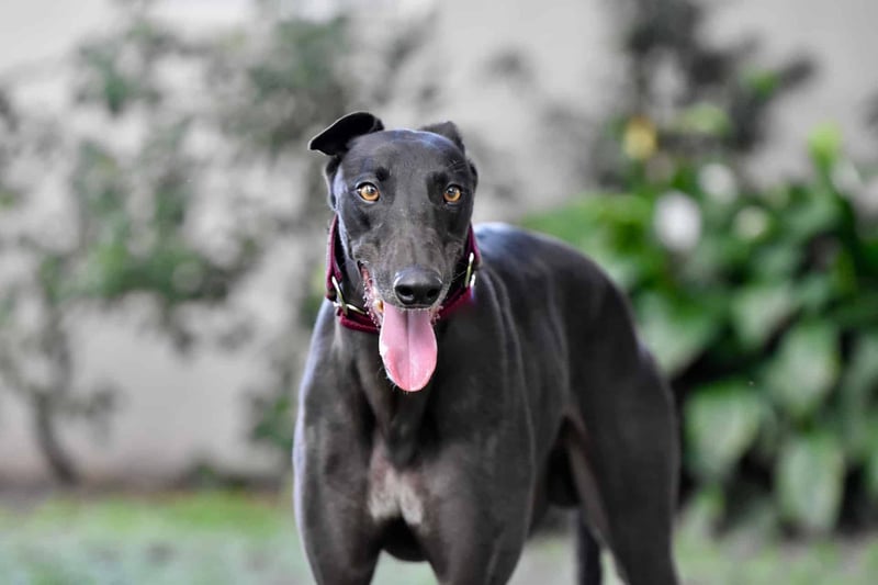 Greyhound photo 2