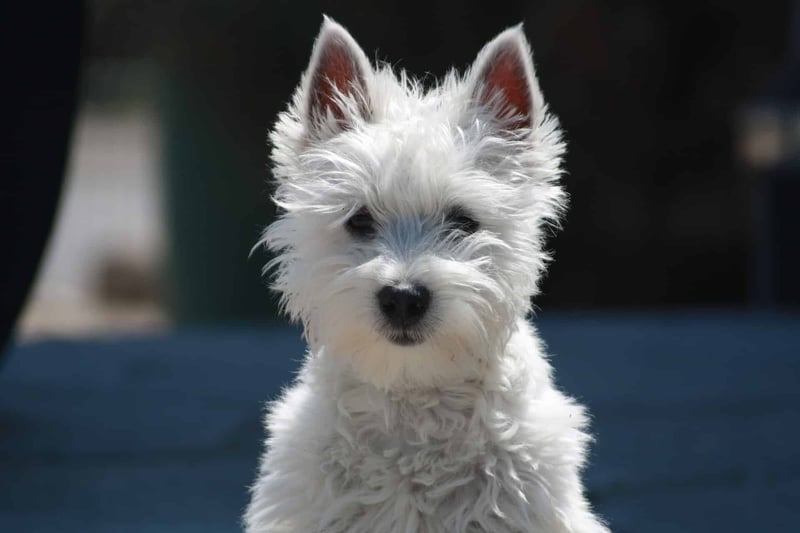 West Highland White Terrier photo 2