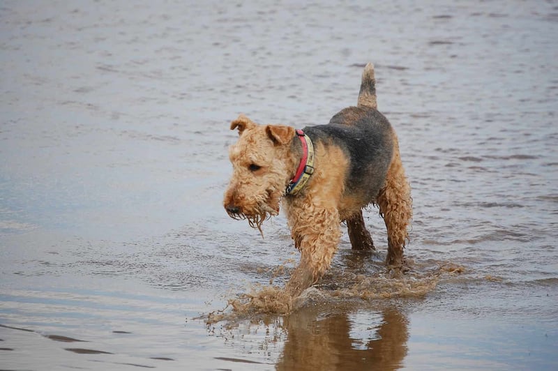 Dog in shallow water at the beach, enjoying outdoor aquatic activity.