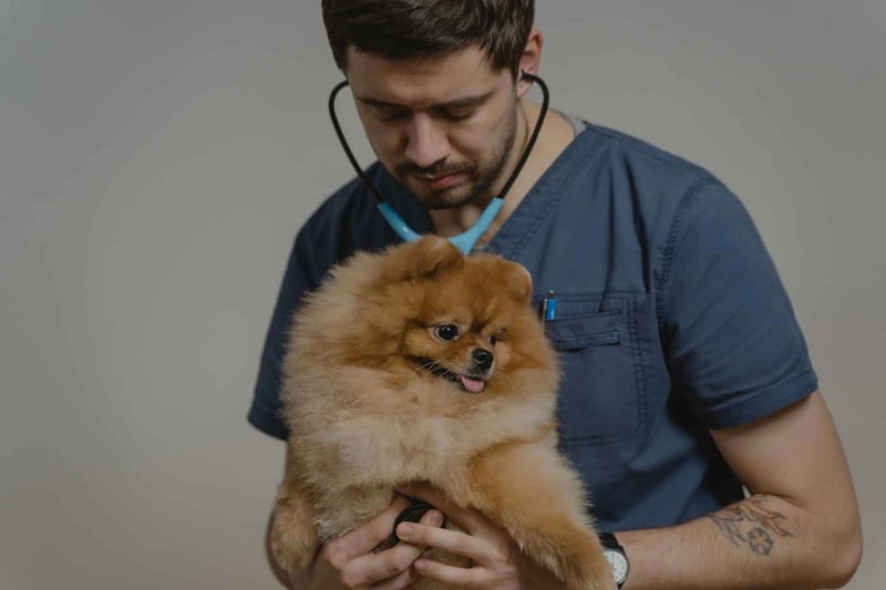 Potential Health Issues and Conditions in Pomeranians