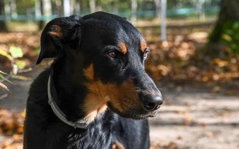 Proper Grooming Techniques for Beaucerons