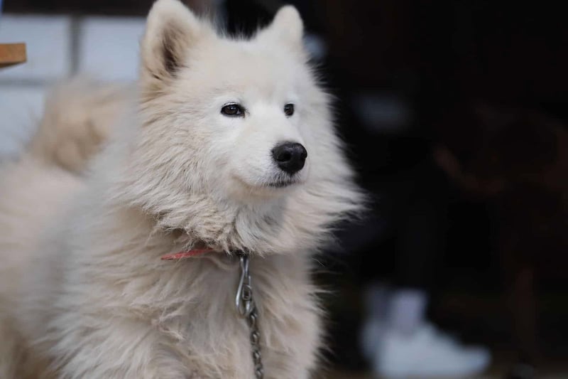 Proper Grooming Techniques for Samoyeds