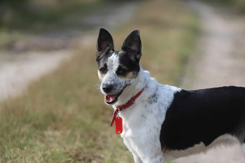 Rat Terriers - Concluding Thoughts