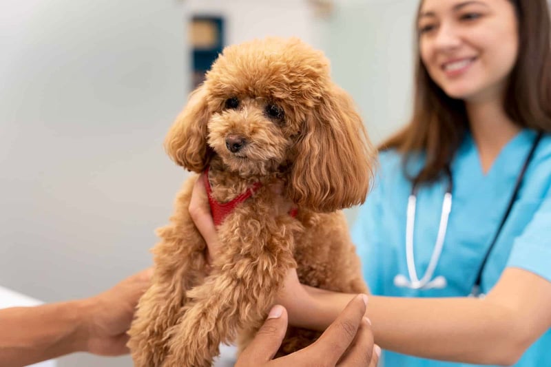 Recognizing Health Issues in Mini Goldendoodles