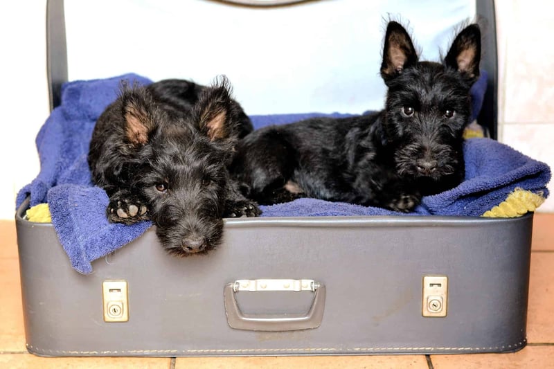 Selecting a Scottish Terrier Puppy What to Keep in Mind