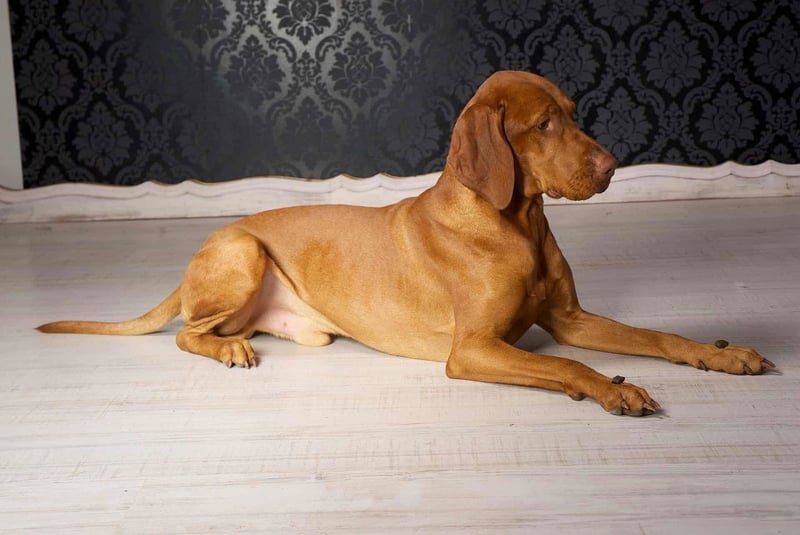 Dog lying on the floor, showing calm and relaxed posture, with a decorative black wallpaper background.