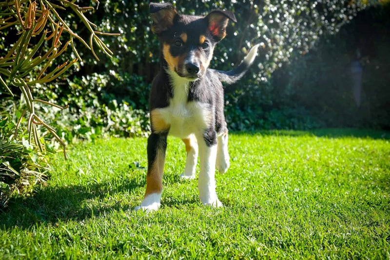 Selecting an Australian Kelpie Puppy Factors to Consider