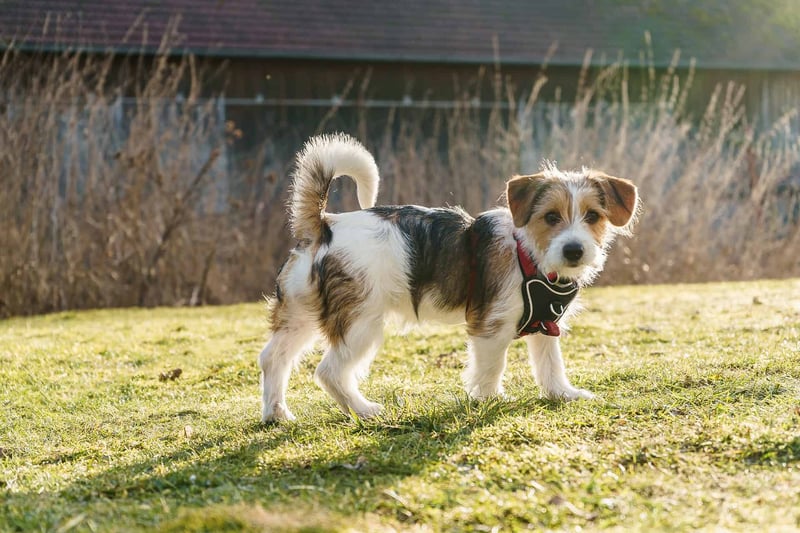 Adorable mixed breed dog walking on a sunny lawn with a harness.