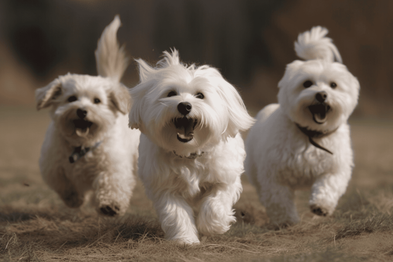 Socializing Coton de Tulears with Other Pets