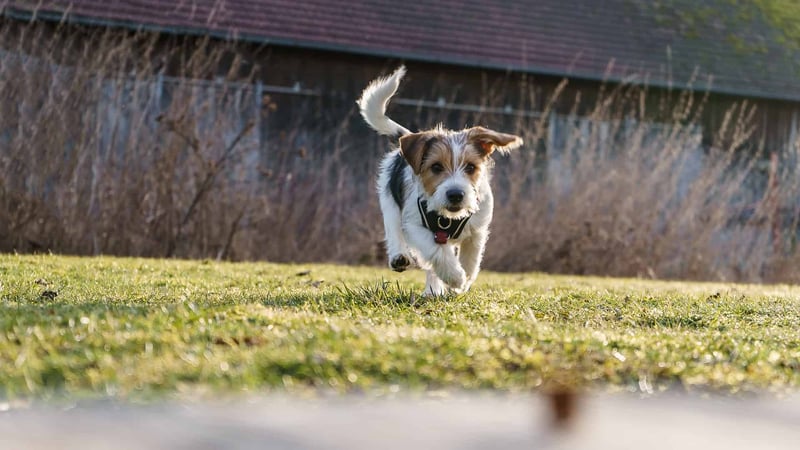 Adorable Jack Russell puppy enjoying a run in the grass outdoors.
