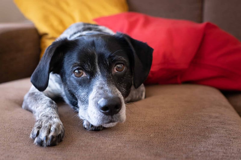 Adorable black and white puppy resting on a comfy brown sofa with colorful cushions.