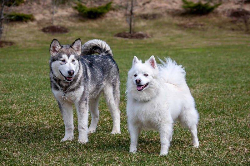 The Compatibility of Miniature American Eskimos with Other Pets