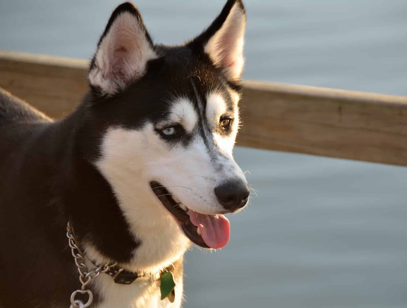 Alaskan Husky photo 3