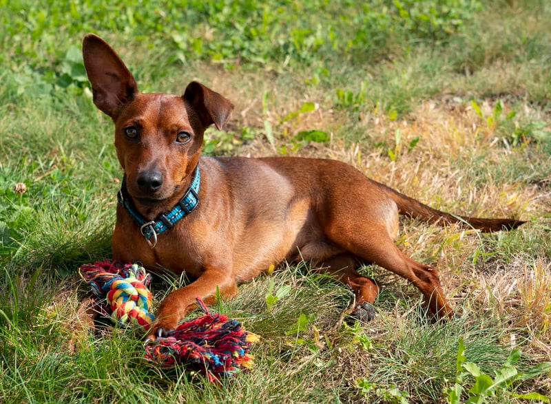 Miniature Pinscher photo 3