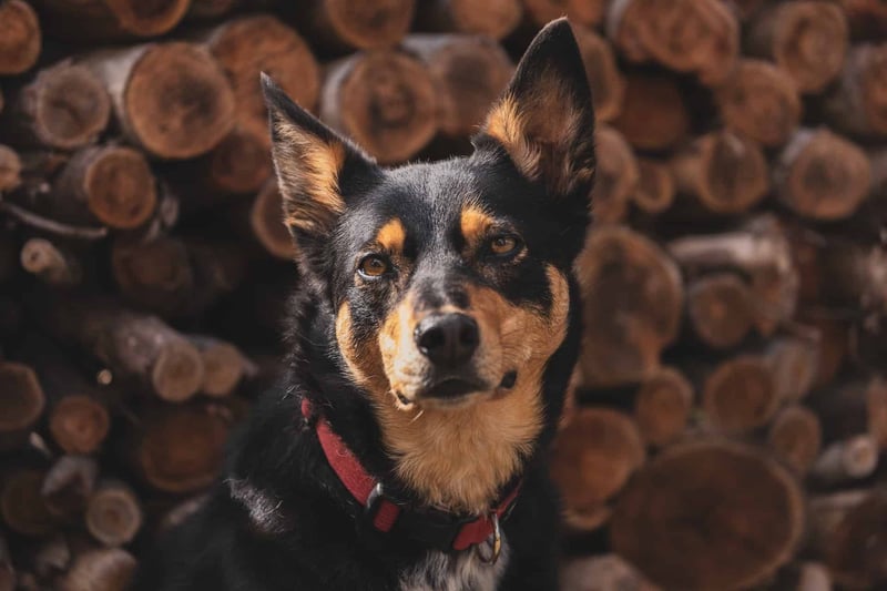 Australian Kelpie photo 3