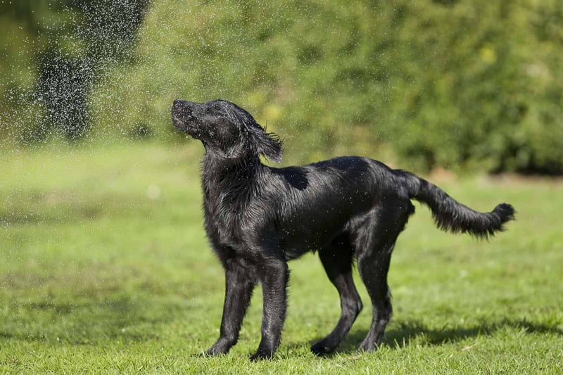 The Exercise Requirements for a Happy and Healthy Flat-Coated Retriever
