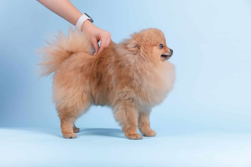 The Importance of Proper Grooming for Pomeranians