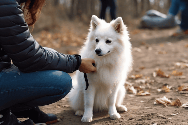 The Importance of Training Your Miniature American Eskimo