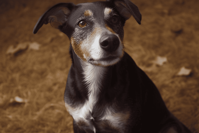 Cute mixed breed dog with expressive eyes, sitting on earthy ground, looking curiously at the camera.