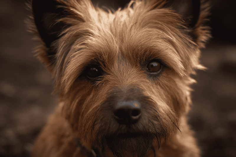 Close-up of a cute dogâs face with expressive eyes.