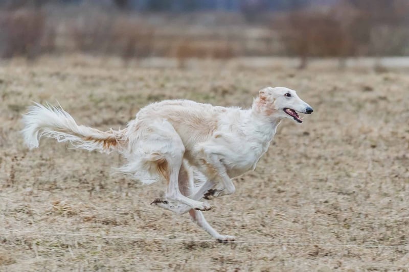 Energetic dog running across a field, showcasing agility and happiness.