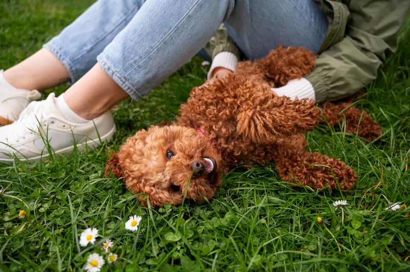 Adorable Toy Poodles playing outdoors, lying in a field of lush green grass with daisies, showcasing their curly fur and playful nature.