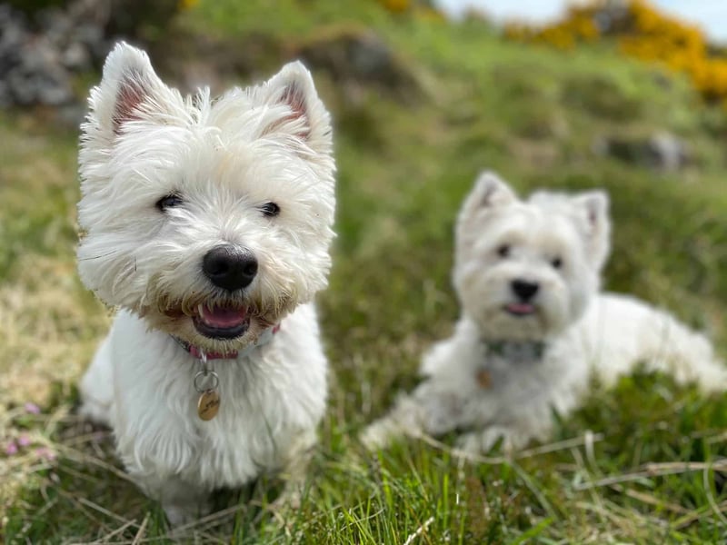 The Temperament and Intelligence of West Highland White Terriers