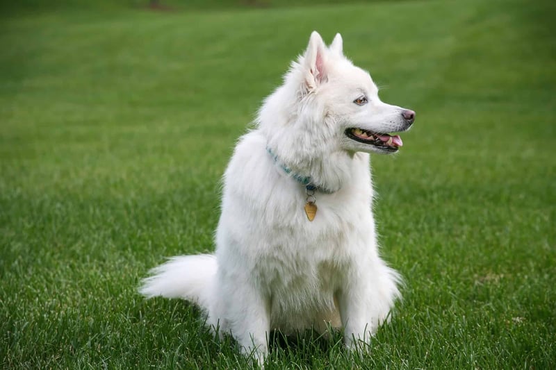 Miniature American Eskimo photo 3