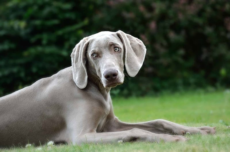 Adorable Weimaraner puppy lying on green grass with lush foliage background.