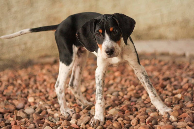 Adorable black and white hound puppy on gravel surface.