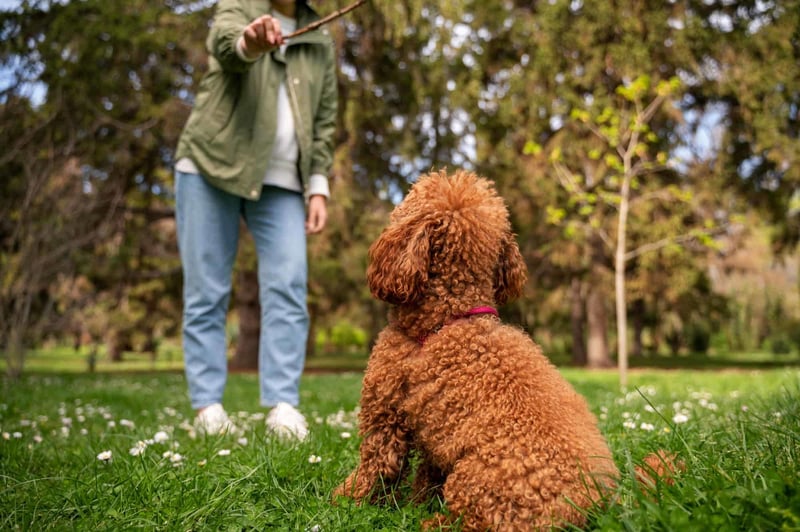 Training Guidelines for Mini Goldendoodles