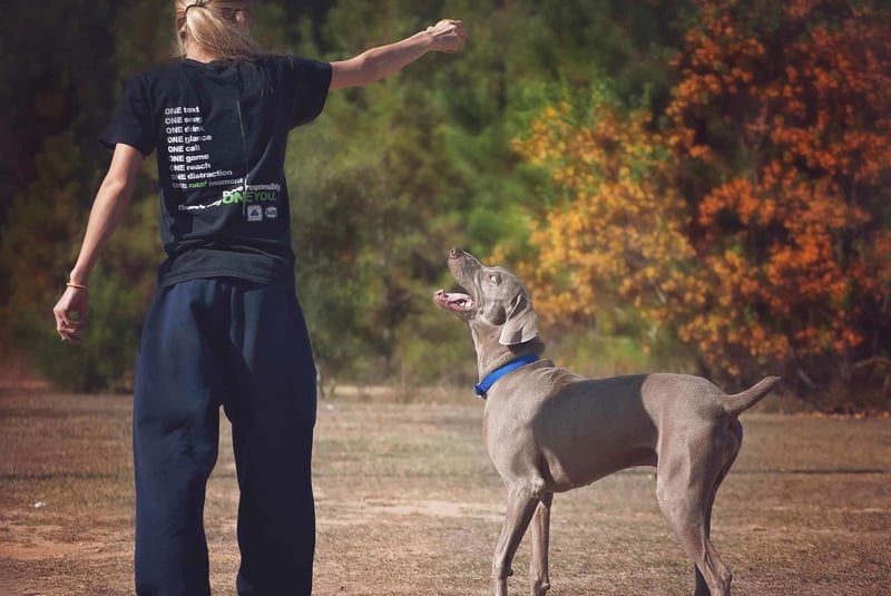 Dog training outdoor session with handler and a Weimaraner dog, promoting obedience, behavior, and pet care.