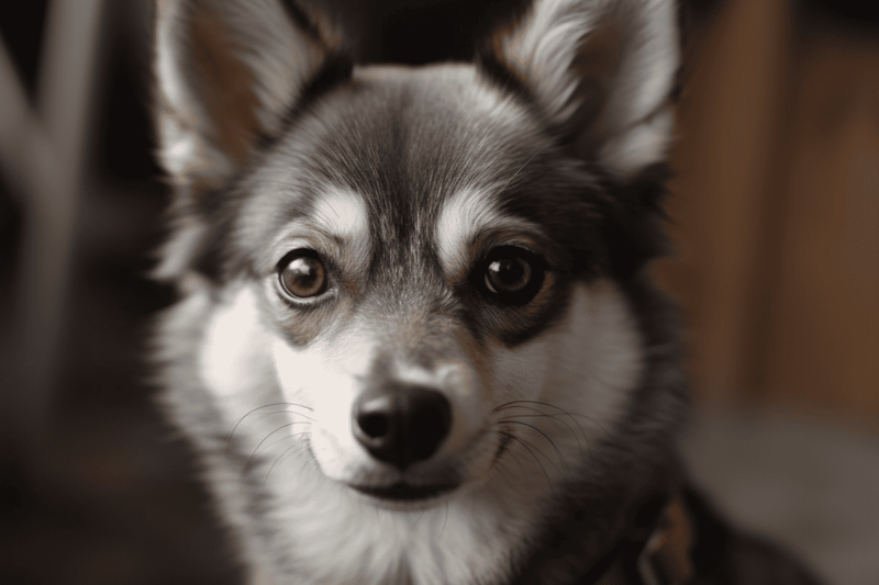Miniature Alaskan Klee Kai photo 3