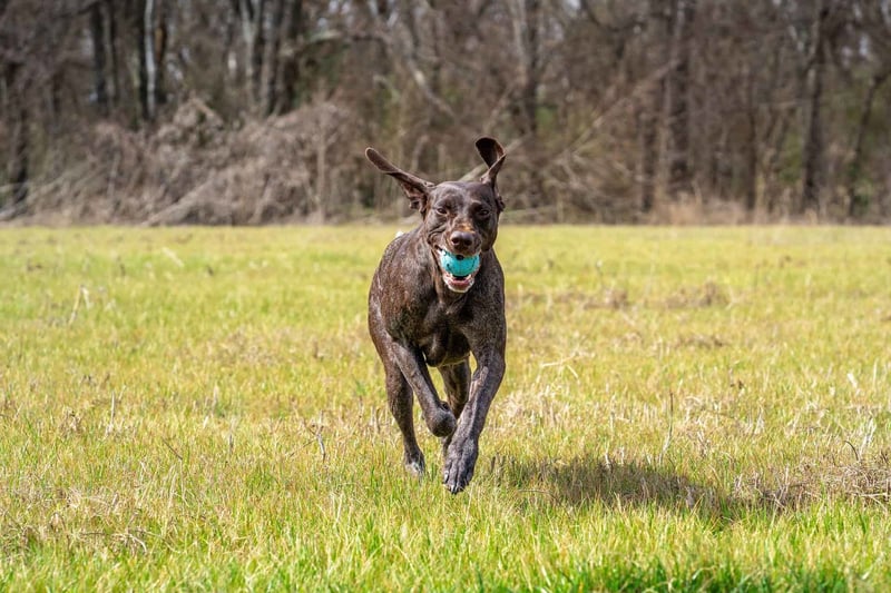 Dog playing fetch with blue ball in green field.