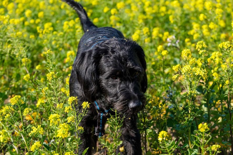 Black puppy exploring yellow flowers in a lush outdoor setting.