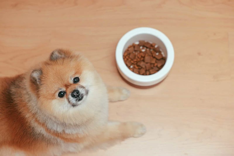 Adorable Pomeranian puppy sitting near a pet food bowl filled with kibble on a wooden floor.
